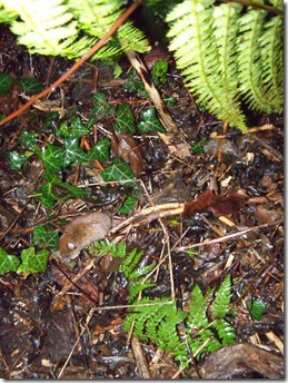 vole escaping