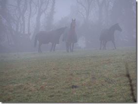 horses_in_mist-1