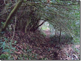 A tunnel of Holly, Ilex aquifolium