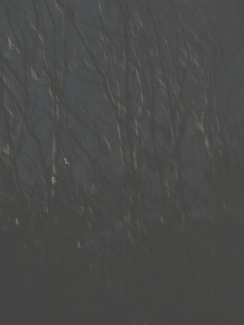 [moonlit_trees_2[14].jpg]