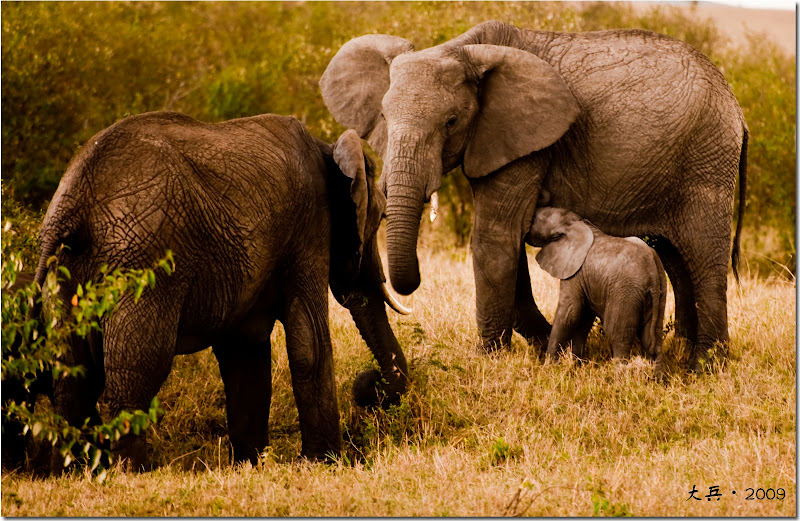 Animales salvajes de África Animales salvajes de África