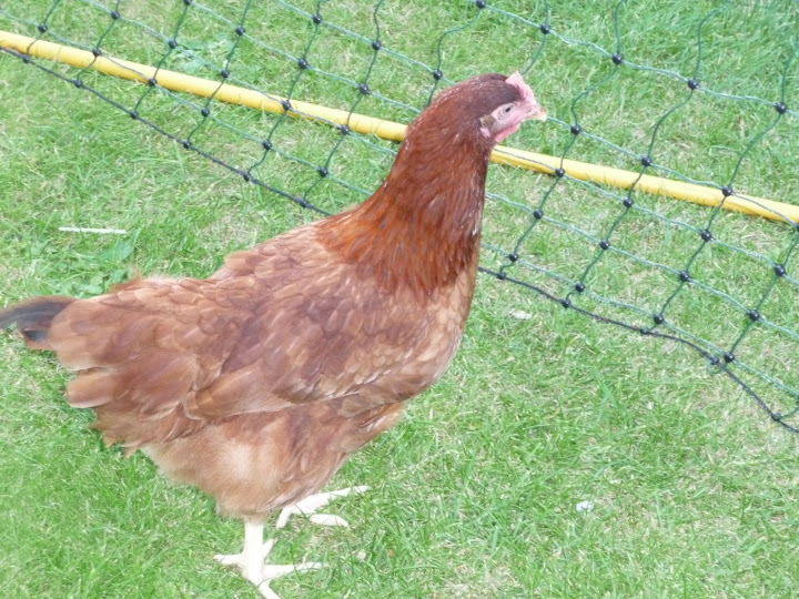 P1000749.JPG