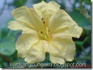 bunga pukul 4 kuning 2817