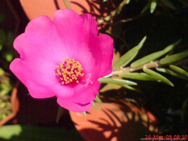 [Portulaca grandiflora Hook 4543[2].jpg]