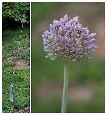 Allium