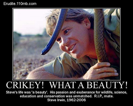 Steve Irwin Crikey Quotes. QuotesGram