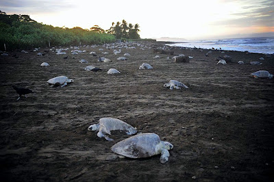 Sea Turtles Laying Eggs