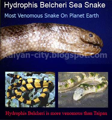 Belcher Sea Snake