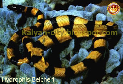 Hydrophis Belcheri