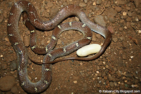 Common Wolf Snake Laying Eggs