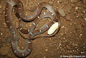 Lycodon Aulicus Laying Eggs