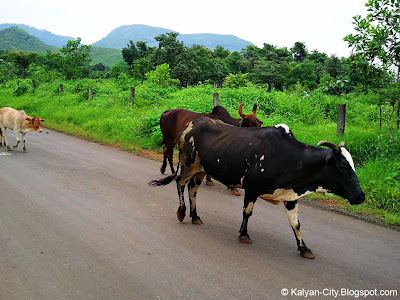 Cattle walking on road
