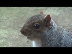 Squirrel5