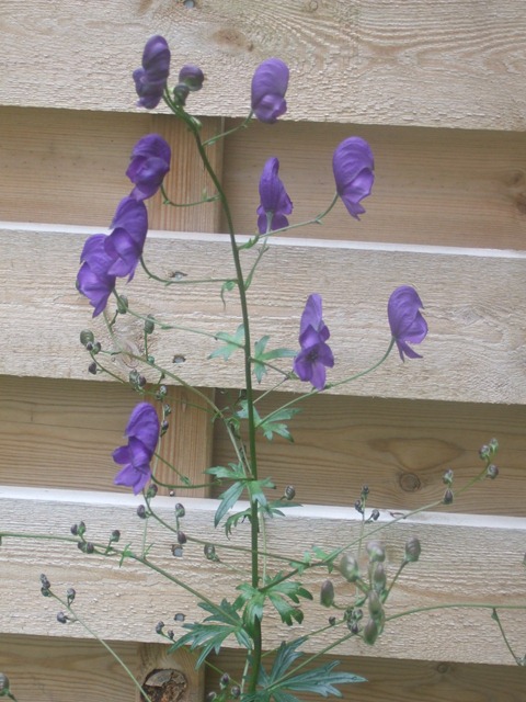 [DSCF227418.jpg]