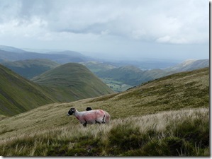 Splendid sheep enjoying the view