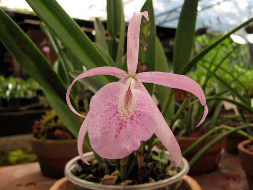 Puerto Vallarta Botanical Gardens orchids