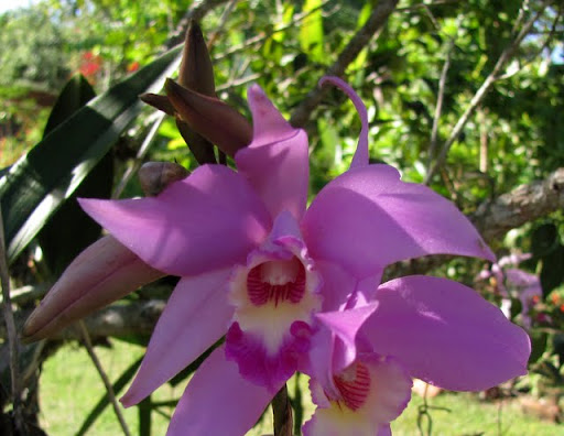 Puerto Vallarta Botanical Gardens orchids