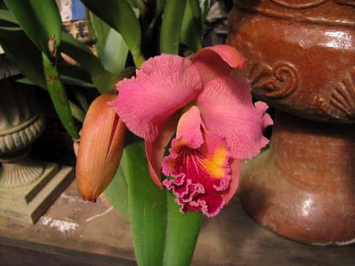 Puerto Vallarta Botanical Gardens orchids