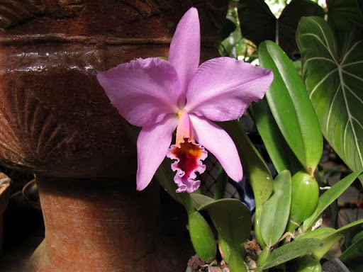 Puerto Vallarta Botanical Gardens orchids
