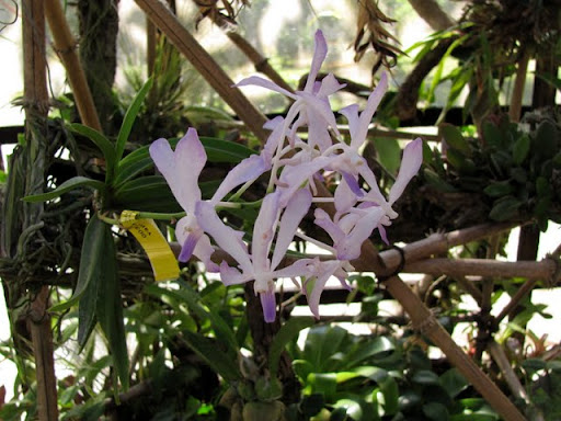 Puerto Vallarta Botanical Gardens orchids