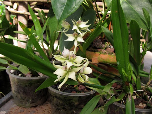 Puerto Vallarta Botanical Gardens orchids