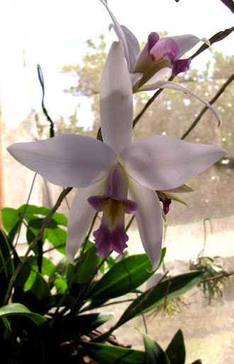 Puerto Vallarta Botanical Gardens orchids