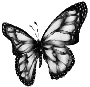 butterflybw