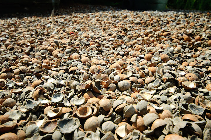 Nut driveway