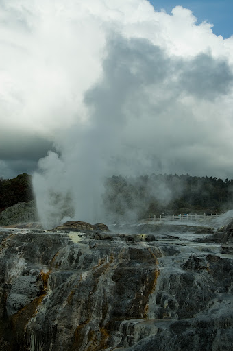 The geyser at Te Puia