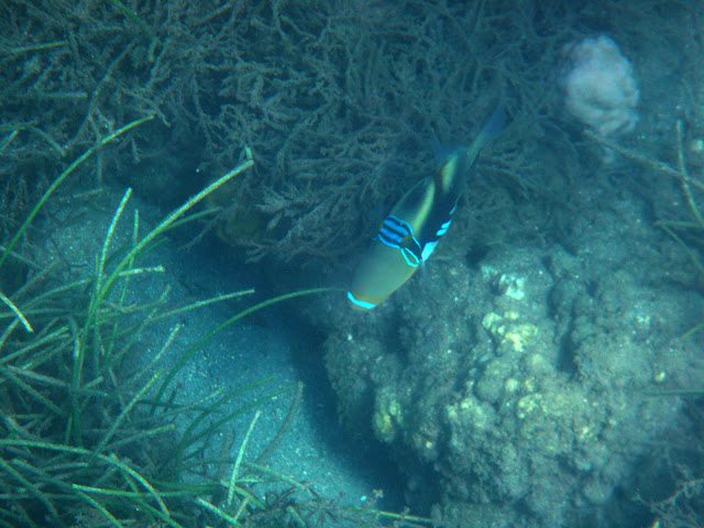 A fish (Snorkling at Robinson Crusoe Island)