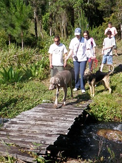 Dogs Trekking 3 (321) Dogs Trekking 3 (321)