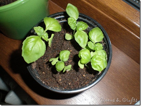 Basil seedlings
