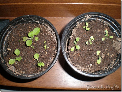 Petunia seedlings