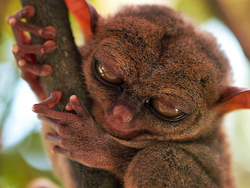 tarsius pumilus termenung