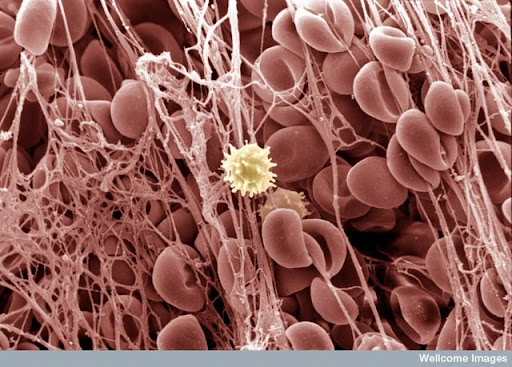 Sel-sel Mikroskopik Tubuh Manusia [ www.BlogApaAja.com ]