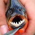 10 Ikan paling menakutkan di Muka bumi !