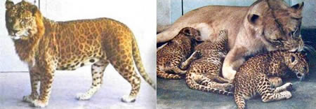 leopon-kawin-silang-leopard-singa-09.jpg