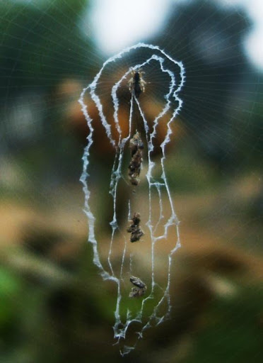 jaring laba-laba