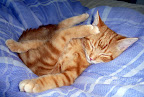 http://lh4.ggpht.com/_iTVwe9T6djs/SbsO6uqWByI/AAAAAAAACVs/VgmAyPir5Kg/s144/P1030282.JPG