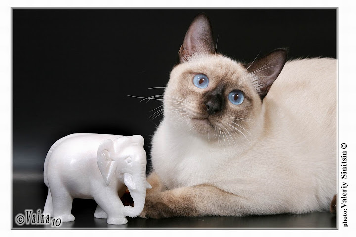 питомник white elephant