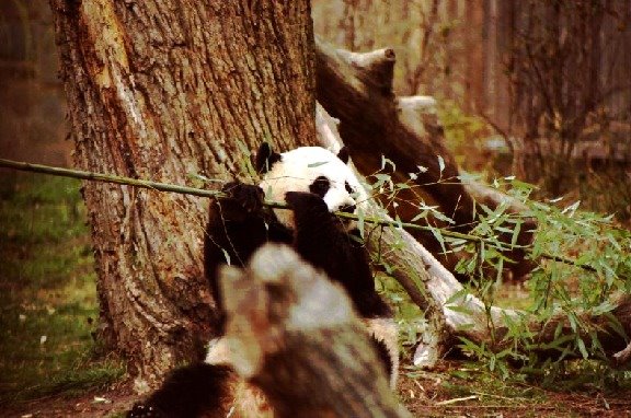 [panda.jpg]