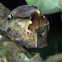 White-spotted Prepona's caterpillar