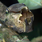 White-spotted Prepona's caterpillar