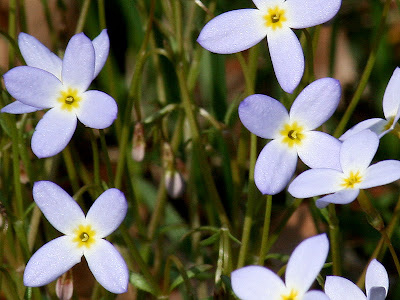 Bluets (Houstonia sp.)