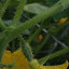 Cucumber 'Sumter'