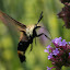 Verbena bonariensis