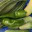 Pepper 'Melrose'