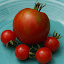 Tomato 'Bloody Butcher'