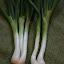 Onion 'White Multiplier'