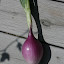 Onion 'Rossa Savonese'